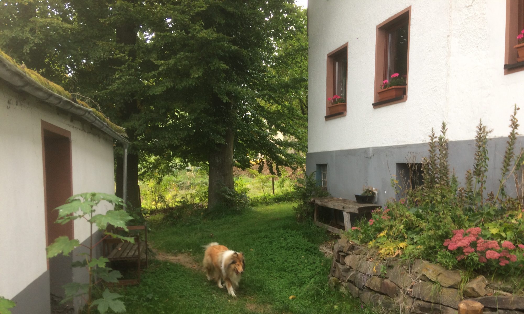 Urlaub Eifel mit Hunde Ferienhaus Eifelhof